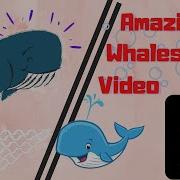 Whales Tiktok