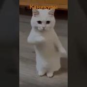 Прикольные Клипы Про Каникулы