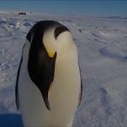 Penguin Sound