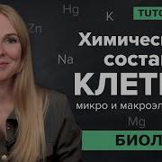 Химические Вещества В Клетке 9 Класс