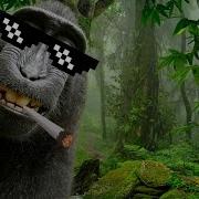 Monkey Doesn T Wear Any Pants