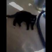 Я Люблю Ебать Котов