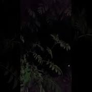 Ночьная Дискотека
