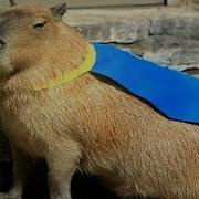 Ok I Pull Up Capybara