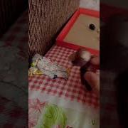 Ну Вашист Лови Гранату