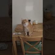 Слепой Котенок Меме