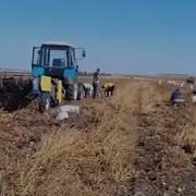 Кто Поет Песню Потому Что На Картошку Еду Я