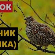 Голос Самки Рябчика