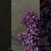 Стёпа Канученко Новые Песни
