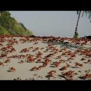 Crab Rave But Only The Good Part