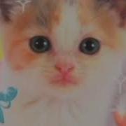 Я Бы Хотел Вырвать Твои Органы Но Мне Мама