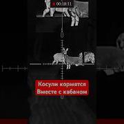 За Одну Охоту Коза И Огромный Кабан Первая Охота С Засидки Чуть Не