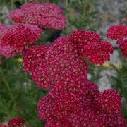 Achillea