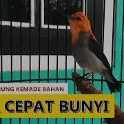 Suara Burung Cit Merah