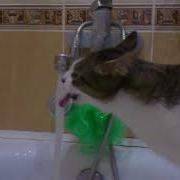 Кот Пьет Из Под Крана