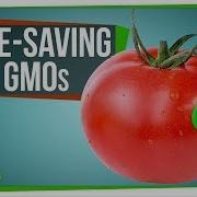 Gmo Gmo 4