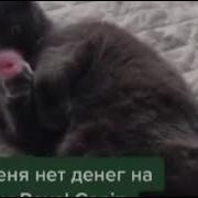 Котик Нужно Зарабатывать