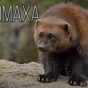 Заключённые В Тайге Росомаха