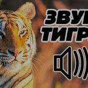 Голос Тигры