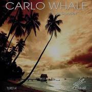 The Sunset Carlo Whale