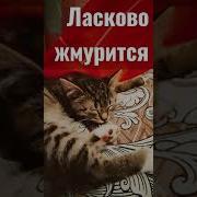 Ost Кот Леопольд Ласково Жмурится Солнце Золотое