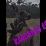 Wait Until You See Me Kangaroo