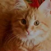 Рыжий Кот Веселая Детская Песенка