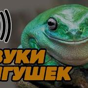 Лягушка Громкий Звук