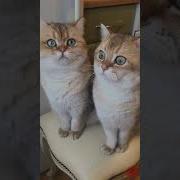 Кто Ел Печеньки Без Масла