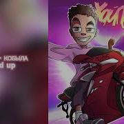 Кобыла Daybe Speed