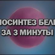 Биосинтез Белка Клетке