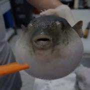 Pufferfish Meme