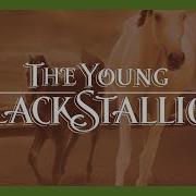 Young Black Stallion