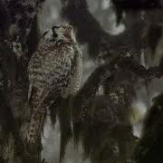Nat Geo Wild Hd Дикая Скандинавия 5
