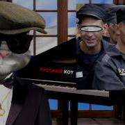 Мой Номер 245 Кот