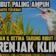 Suara Pikat Burung Prenjak Klik Klik Ribut