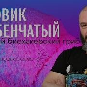 Вишневский Ежовик