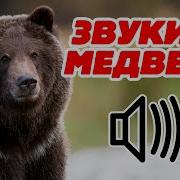 Рычание Медведя Для Детей