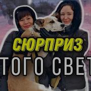 Человек Подаривший Ей Собаку