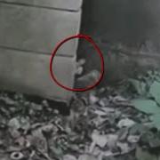 Гномы Снятые На Камеру