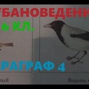 Кубановеление 6 Коасс