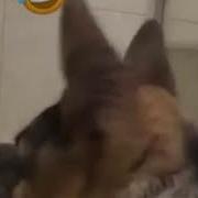 Рингтон Смс О Зарплате