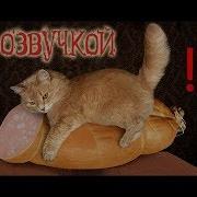 Приколы С Котами Озвучка Животных Мне Бы Таких Котов Domi Show