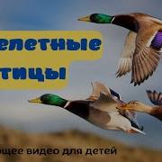 Детские Песни Про Весну Про Прилет Птиц