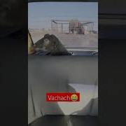 Chingiz Tik Tok Prikol