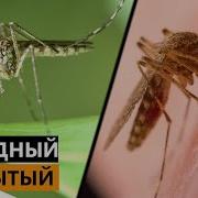 Моя Жизнь Комаров