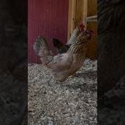 Clucking Hens