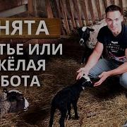 Что За Баран На Студии