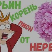 Марьин Корень Лекарство От Бессонницы И Стресса
