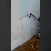 Серонхелия Сладкий